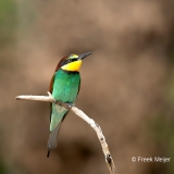 Bijeneter-13_European-Bee-eater_Merops-apiaster_Z4T2966