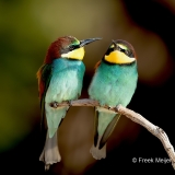 Bijeneter-17_European-Bee-eater_Merops-apiaster_11I6157