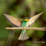 Bijeneter-22_European-Bee-eater_Merops-apiaster_11I7341