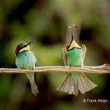 Bijeneter-23_European-Bee-eater_Merops-apiaster_11I7349
