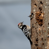 Kleine-Bonte-Specht-02_Lesser-Spotted-Woodpecker_Dryobates-minor_Z4T2864