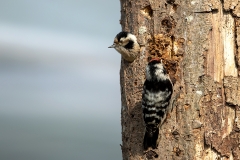 Kleine-Bonte-Specht-04_Lesser-Spotted-Woodpecker_Dryobates-minor_11I6310