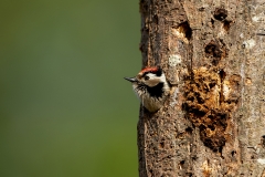 Kleine-Bonte-Specht-05_Lesser-Spotted-Woodpecker_Dryobates-minor_11I6314_1
