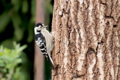 Kleine-Bonte-Specht-06_Lesser-Spotted-Woodpecker_Dryobates-minor_11I6775