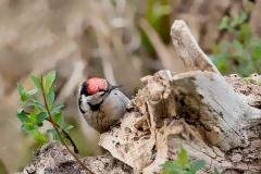 Kleine-Bonte-Specht-08_Lesser-Spotted-Woodpecker_Dryobates-minor_11I6868