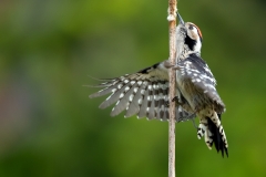 Kleine-Bonte-Specht-12_Lesser-Spotted-Woodpecker_Dryobates-minor_11I7554