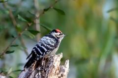 Kleine-Bonte-Specht-13_Lesser-Spotted-Woodpecker_Dryobates-minor_11I8153