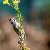 Kleine-Bonte-Specht-14_Lesser-Spotted-Woodpecker_Dryobates-minor_Z4T3659