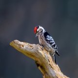 Kleine-Bonte-Specht-18_Lesser-Spotted-Woodpecker_Dryobates-minor_11I8276