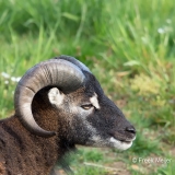 Soay-01_Soay-sheep_Ovis-aries_BZ4T6548