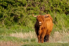 Schotse-Hooglander-02_Highland-Cow_MG_3021