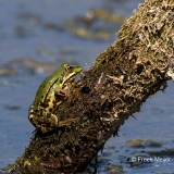 Grote-Groene-Kikker-03_Marsh-Frog_Pelophylax-ridibundus_BZ4T6160