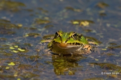 Grote-Groene-Kikker-02_Marsh-Frog_Pelophylax-ridibundus_BZ4T6148