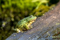 Grote-Groene-Kikker-15_Marsh-Frog_Pelophylax-ridibundus_11I4002