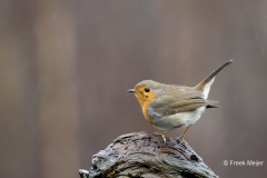 Roodborst-25_European-Robin_Erithacus-rubecula_11I9382