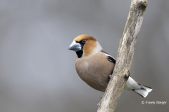 Appelvink-43_Hawfinch_Coccothraustes-coccothraustes_AD9A1285