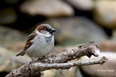 Huismus-11_House-Sparrow_Passer-domesticus_AD9A1177