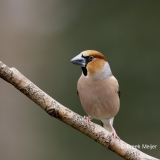 Appelvink-42_Hawfinch_Coccothraustes-coccothraustes_AD9A1161