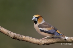 Appelvink-45_Hawfinch_Coccothraustes-coccothraustes_AD9A1342