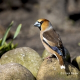 Appelvink-47_Hawfinch_Coccothraustes-coccothraustes_AD9A1434