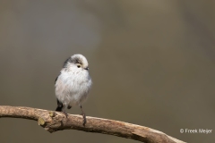 Staartmees-11_Long-tailed-Tit_Aegithalos-caudatus_AD9A1369