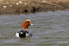 Smient-12_Eurasian-Wigeon_Anas-penelope_AD9A1571