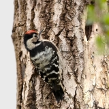Kleine-Bonte-Specht-21_Lesser-Spotted-Woodpecker_Dryobates-minor_AD9A2137_1