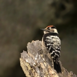 Kleine-Bonte-Specht-22_Lesser-Spotted-Woodpecker_Dryobates-minor_AD9A2145