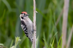 Kleine-Bonte-Specht-24_Lesser-Spotted-Woodpecker_Dryobates-minor_AD9A2667