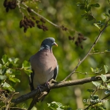 Houtduif-16_Common-Wood-Pigeon_Columba-palumbus_E8A1516