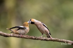 Appelvink-61_Hawfinch_Coccothraustes-coccothraustes_AD9A3868