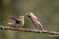 Appelvink-60-_Hawfinch_Coccothraustes-coccothraustes_AD9A3867