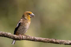 Appelvink-63_Hawfinch_Coccothraustes-coccothraustes_AD9A3885