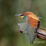 Bijeneter-41_European-Bee-eater_Merops-apiaster_AD9A4118