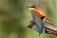 Bijeneter-40_European-Bee-eater_Merops-apiaster_AD9A4110