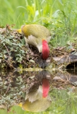 Groene-Specht-16_-European-Green-Woodpecker_Picus-viridis_11I7851