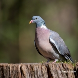 Houtduif-24_Common-Wood-Pigeon_Columba-palumbus_11I8083