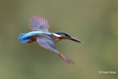 IJsvogel-19_Common-Kingfisher_Alcedo-atthis-_BZ4T9886_1