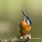 IJsvogel-24_Common-Kingfisher_Alcedo-atthis-_BZ4T0410