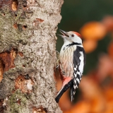 Middelste-Bonte-Specht-07_Middle-Spotted-Woodpecker_-Dendrocoptes-medius_D9A5580