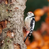 Middelste-Bonte-Specht-06_Middle-Spotted-Woodpecker_-Dendrocoptes-medius_D9A5579
