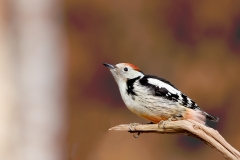 Middelste-Bonte-Specht-10_Middle-Spotted-Woodpecker_-Dendrocoptes-medius_E8A3423