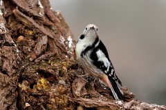 Middelste-Bonte-Specht-09_Middle-Spotted-Woodpecker_-Dendrocoptes-medius_E8A3400