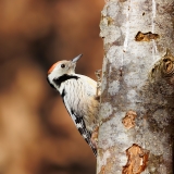 Middelste-Bonte-Specht-13_Middle-Spotted-Woodpecker_-Dendrocoptes-medius_E8A3840