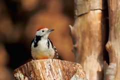 Middelste-Bonte-Specht-15_Middle-Spotted-Woodpecker_-Dendrocoptes-medius_E8A3907