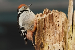 Middelste-Bonte-Specht-18_Middle-Spotted-Woodpecker_-Dendrocoptes-medius_D9A7400