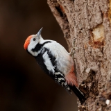 Middelste-Bonte-Specht-19_Middle-Spotted-Woodpecker_-Dendrocoptes-medius_E8A4623