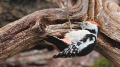 Middelste-Bonte-Specht-20_Middle-Spotted-Woodpecker_-Dendrocoptes-medius_D9A7588
