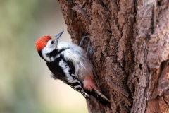 Middelste-Bonte-Specht-23_Middle-Spotted-Woodpecker_-Dendrocoptes-medius_E8A5426