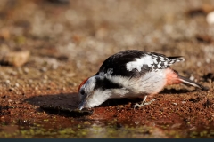 Middelste-Bonte-Specht-25_Middle-Spotted-Woodpecker_-Dendrocoptes-medius_E8A5497